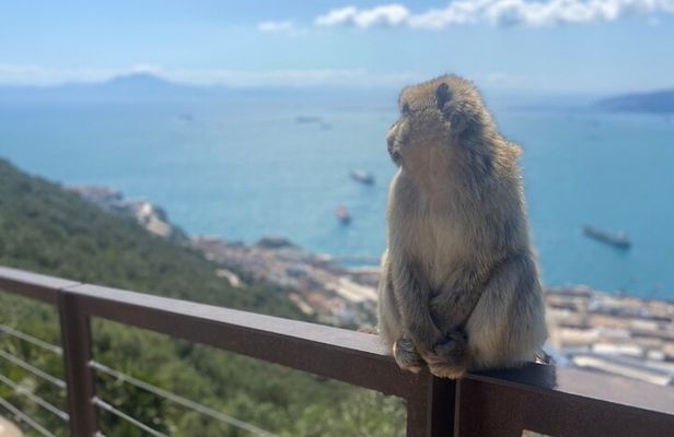 Go Tours Private Rock Experience Tour in Gibraltar