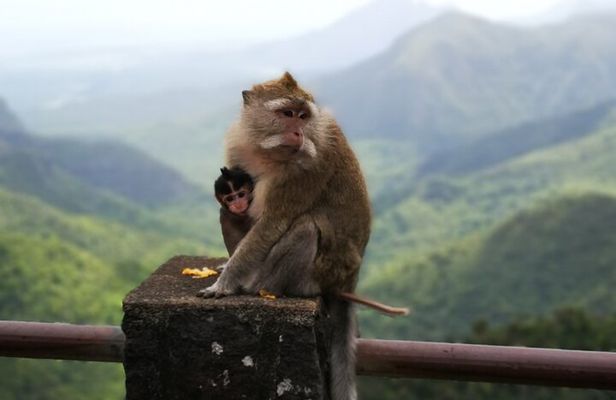 Mauritius Guided South Tour (Private)