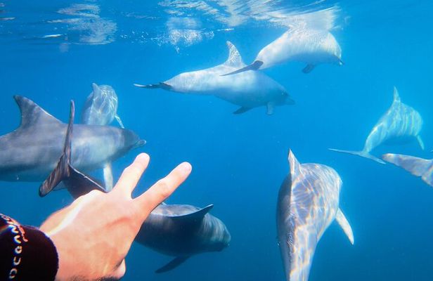 Wild Dolphin Swim Cruise