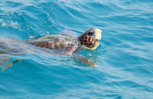 Turtle Cruise of Marathonisi Island and Keri Peninsula
