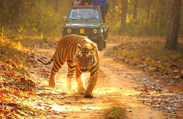 4-Day Private Ranthambhore Tiger Tour Including Delhi, Agra and Jaipur