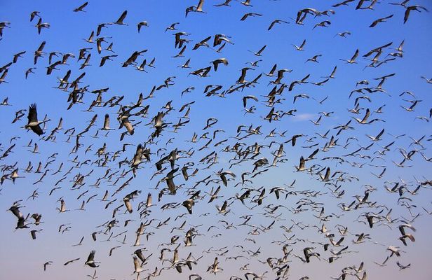 Drop Jodhpur from Jaisalmer With Visit Khichan and Osian