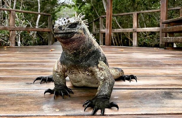 5-Day Galapagos Island Hopping Tour: Los Tuneles and Isabela