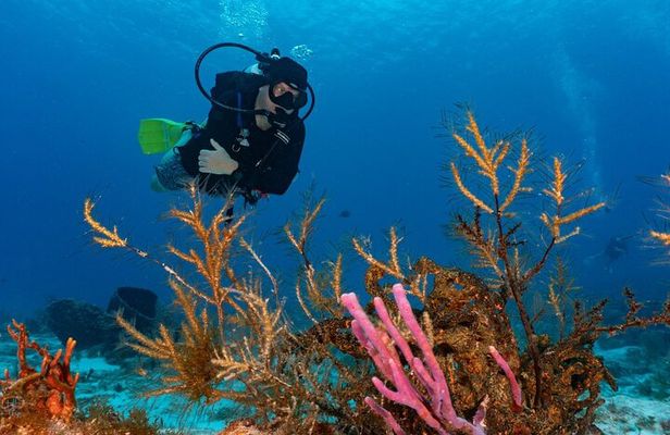 2 Tank Morning Dive: Scuba Diving in Cozumel