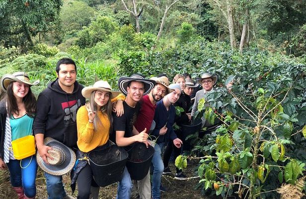 Cocora Valley, Salento and Coffee Farm Day Tour