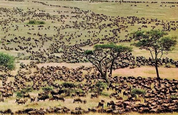 3 Days Masai Mara Safari