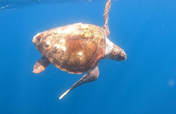 Snorkel Privately in Cabo San Lucas