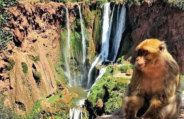 Ouzoud Falls Private Day Trip from Marrakech ( All inclusive )
