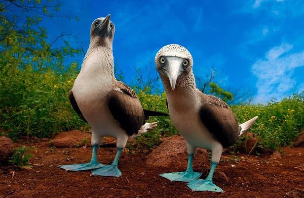7-Day Galapagos Island Classic Tour: Los Tuneles and Local Flight