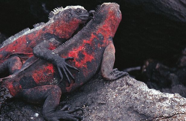 9-Day Colonial Quito & Galapagos Island Hopping