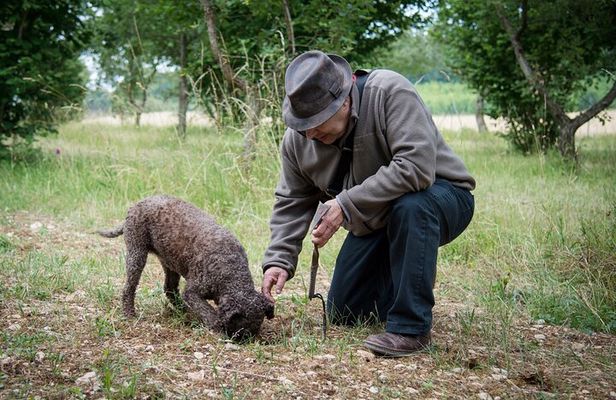 Truffle Cavage Demonstration