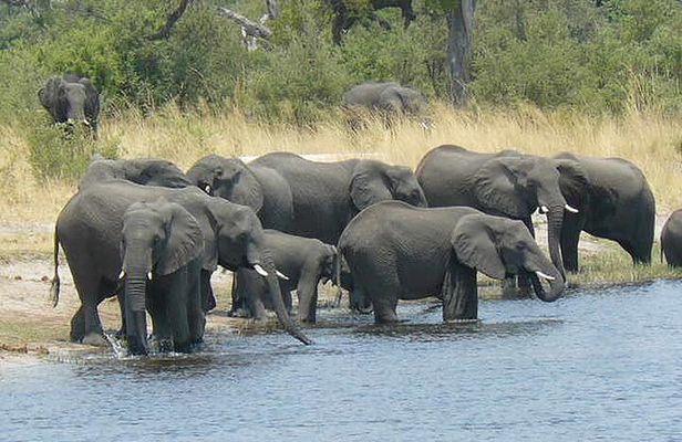 Elephant Trail Moremi Day Tour