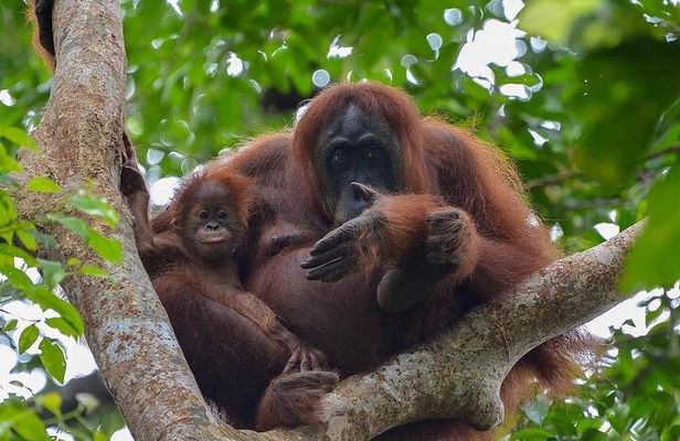 2 Days 1 Night Ethical Jungle Trekking