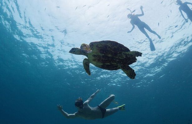 Los Tuneles Day Tour: Snorkeling, Exploring and Swimming With Wildlife