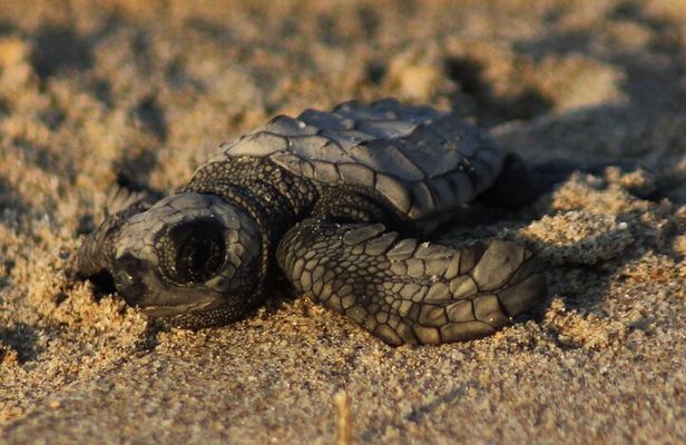 Sea Turtle Release – A Puerto Vallarta Conservation Adventure