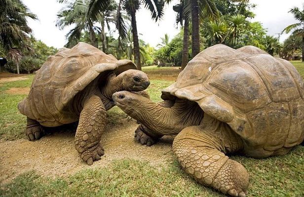 Prison Island, Secret Garden, Blue Lagoon, Starfish Tour, The Rock Restaurant