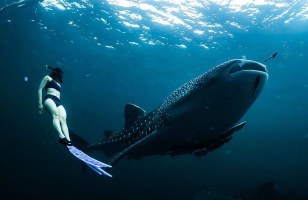 Whale Shark Snorkel Experience in Cancun (Snack Lunch included)
