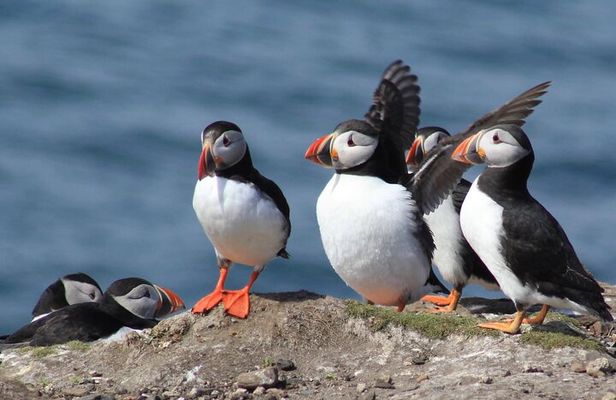 Inner Farne National Trust Bird Sanctuary - 3 hr trip to the Farne Islands