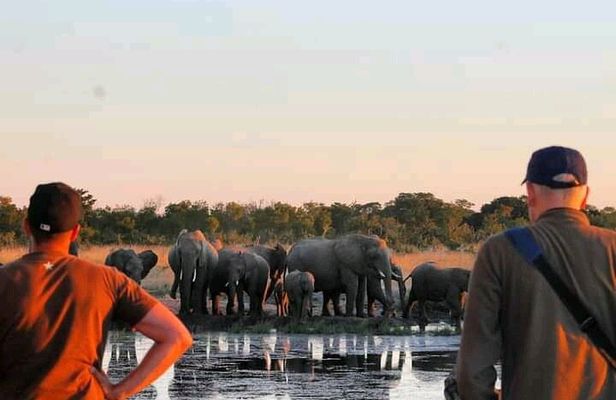 Safari Game Drive in Zambezi National Park
