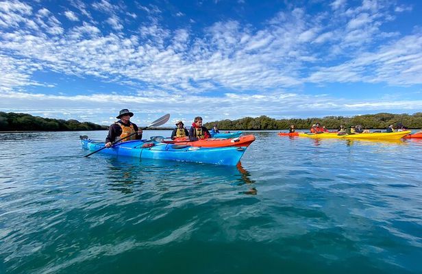 Adelaide Dolphin Sanctuary Mangroves Kayaking Tour