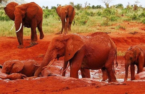 3-Day Private Tour in Tsavo East and Tsavo West