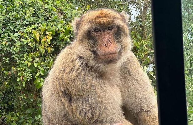 Gibraltar, Mijas and Marbella Private Tour From Malaga Province