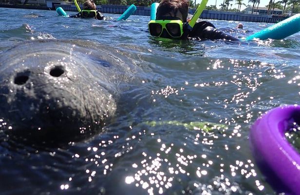 Private Manatee Snorkeling Tour