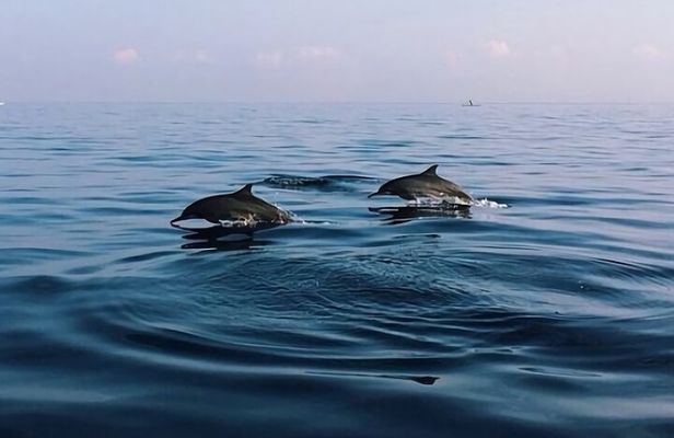Bali Dolphin Lovina tour and Ulundanu Beratan