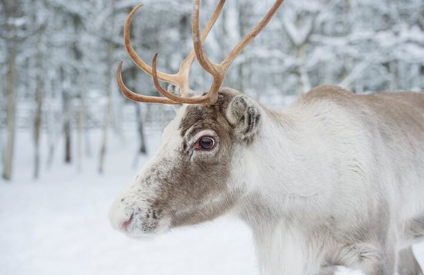 Reindeer Experience with Sledge Ride in Levi