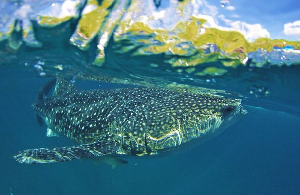 Full Day Shark Watching and Canyoneering in Cebu