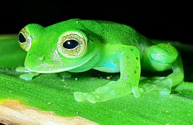 Monteverde Night Tour: Glass Frogs, lateralis, Sloths & Jungle