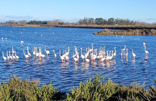 Happy tour camargue an immersion by bike and scooter E