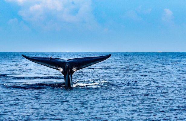 Whale & Dolphin Watching Trincomalee