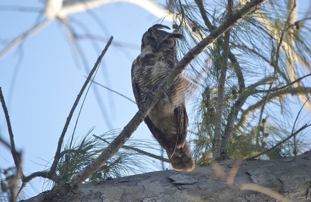 Private Bird Watching Tour from Holbox