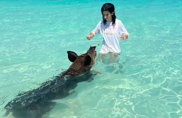 Swimming Pigs with pickup: Pigs can't fly, but they do Swim!