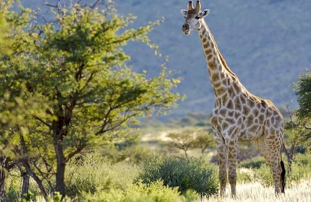 Pilanesberg Full Day Safari