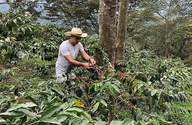 Coffee Farm and Salento Walking Tour