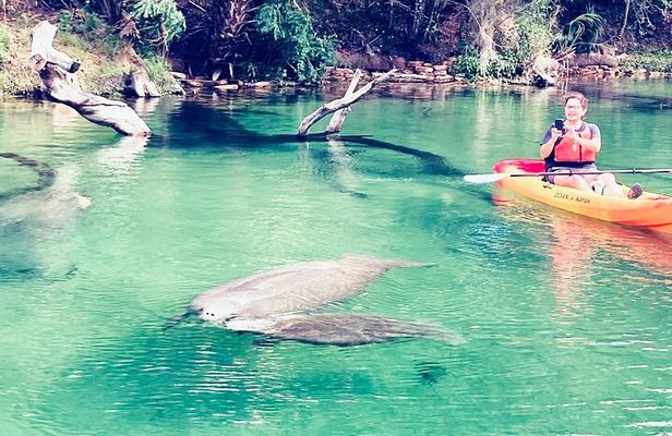 Orlando Manatee and Natural Spring Adventure Tour at Blue Springs