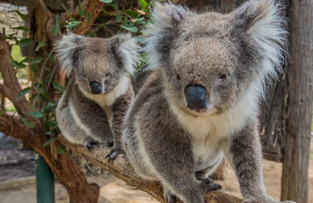 Cleland Wildlife Park Experience - from Adelaide including Mt Lofty Summit