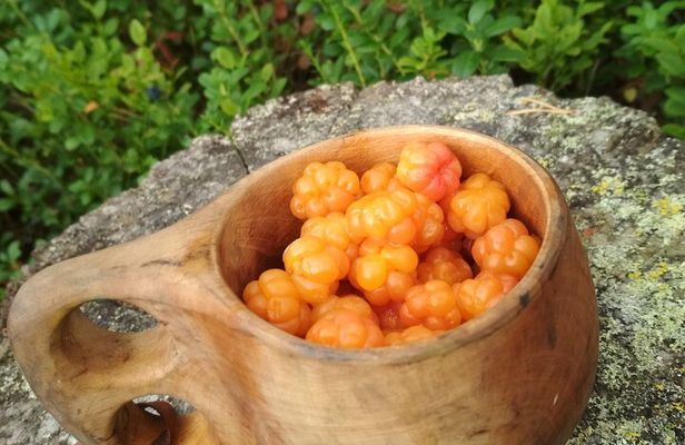 Lapland Berry Day Experience