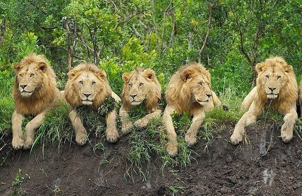 3 days Safari to Tarangire, Ngorongoro and Manyara from Zanzibar
