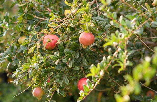 Santorini 5 Hour Private Oia Tour & Lunch/Dinner at a Local Farm