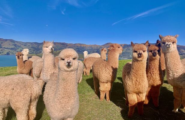 Shamarra Alpaca Farm Tours