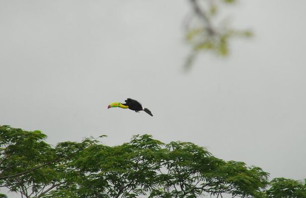 Birdwatching hiking tour