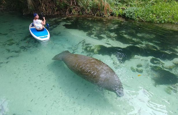 Paddle Board and Wildlife Exploration