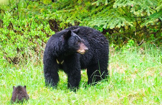 Customizable Private Tour in Ketchikan with Pick Up