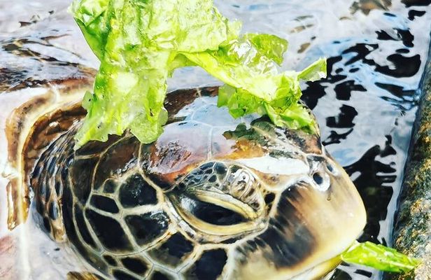 Swim with Sea Turtles; Spice Tour with Lunch; Prison Island Tour
