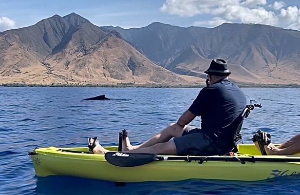 Whale Watch and Scenic Tour from Kayak