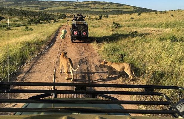 3 Days Private Tour at Masai Mara National Reserve