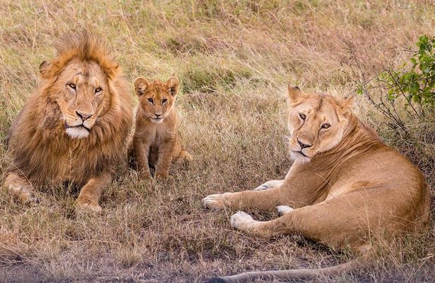4-Day Simba Safari - Mid Range Tour
